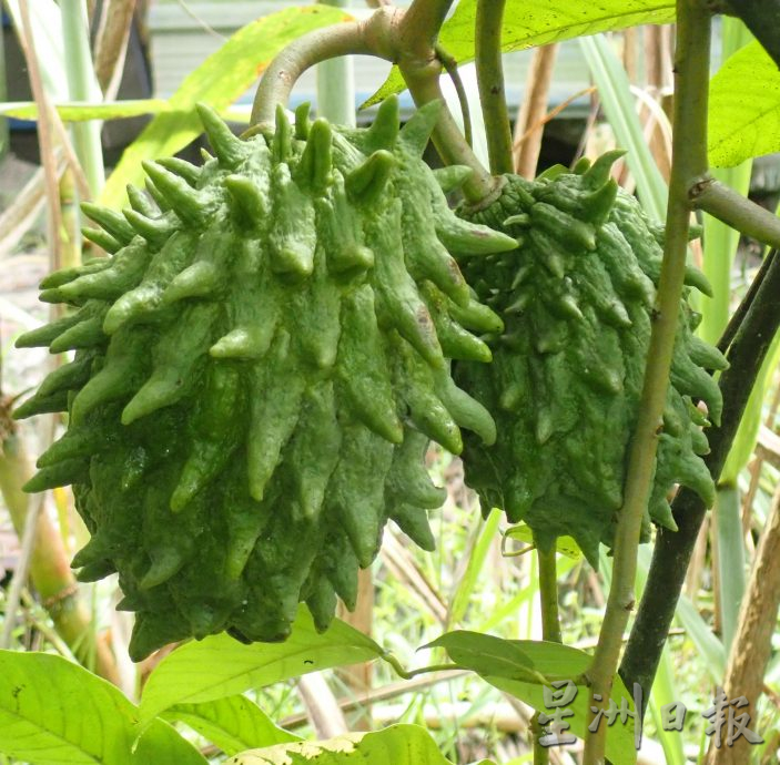 【农的传人】★1月1月刊登/大霹雳封底主文//陈锡成拿起锄头栽种蔬果 享受悠悠自在园林生活