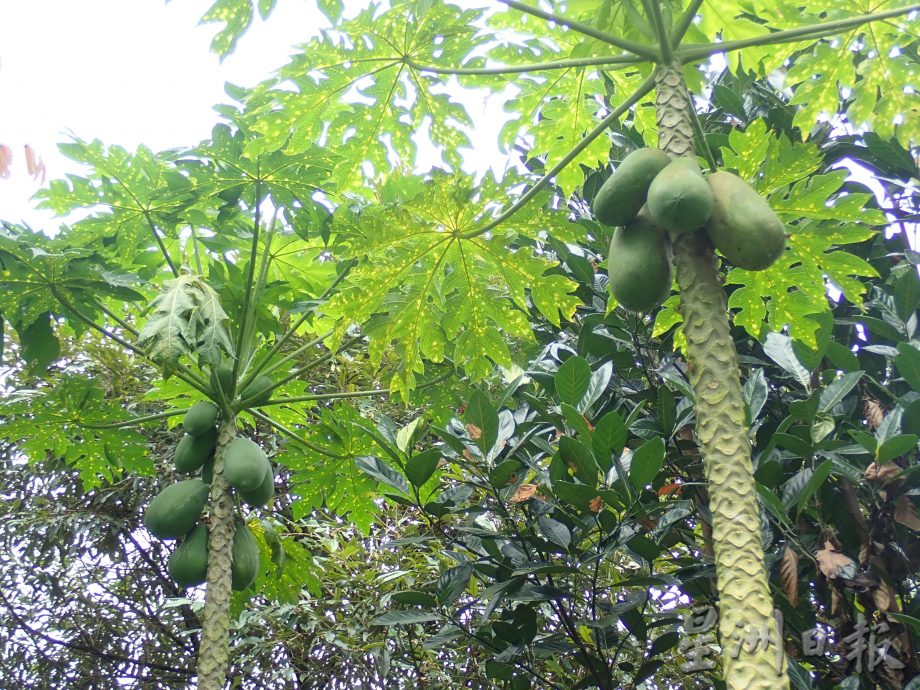 【农的传人】★1月1月刊登/大霹雳封底主文//陈锡成拿起锄头栽种蔬果 享受悠悠自在园林生活