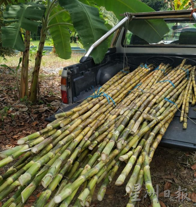 【农的传人】★1月1月刊登/大霹雳封底主文//陈锡成拿起锄头栽种蔬果 享受悠悠自在园林生活