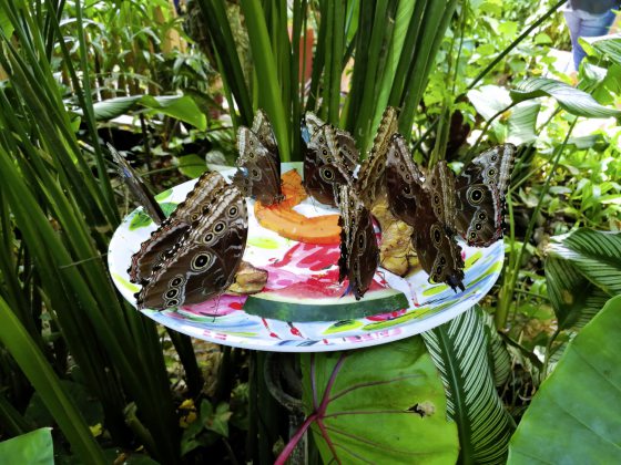 【美国】游走美国最南端的城市Key West