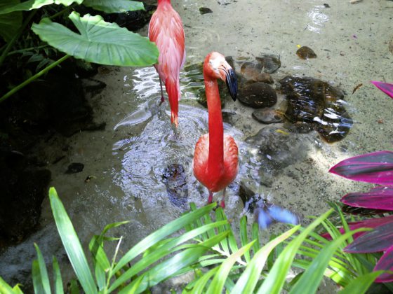 【美国】游走美国最南端的城市Key West