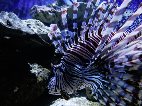 【美国】游走美国最南端的城市Key West