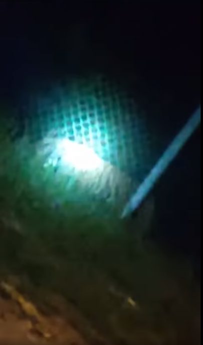 乌鲁近打PGA营附近 疑似现“虎踪”