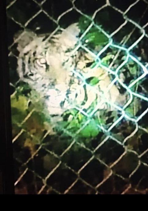 乌鲁近打PGA营附近 疑似现“虎踪”