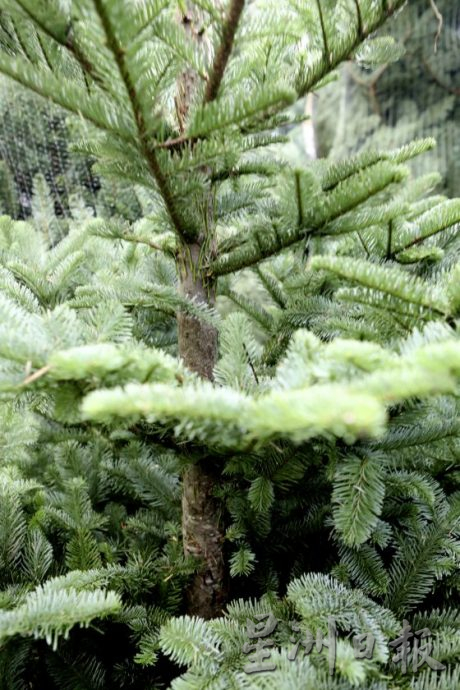 四季如夏的马来西亚也有真圣诞树？