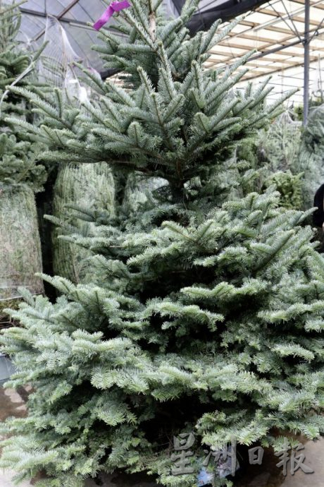 四季如夏的马来西亚也有真圣诞树？