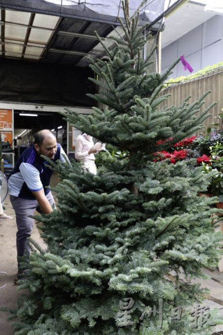 四季如夏的马来西亚也有真圣诞树？