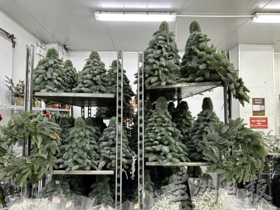 四季如夏的马来西亚也有真圣诞树？