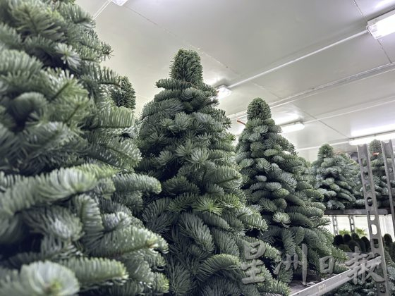 四季如夏的马来西亚也有真圣诞树？