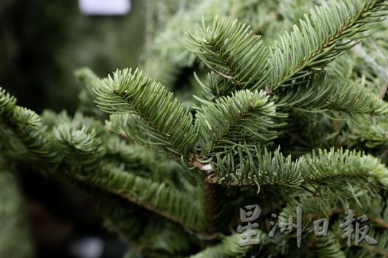 四季如夏的马来西亚也有真圣诞树？