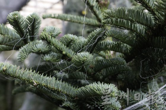 四季如夏的马来西亚也有真圣诞树？