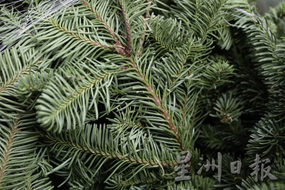 四季如夏的马来西亚也有真圣诞树？