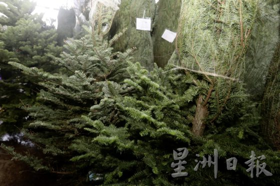四季如夏的马来西亚也有真圣诞树？