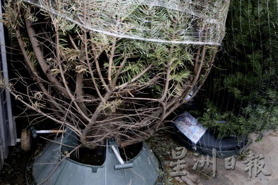 四季如夏的马来西亚也有真圣诞树？