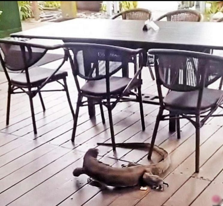 四脚蛇“闲逛”咖啡座 当局:保持距离