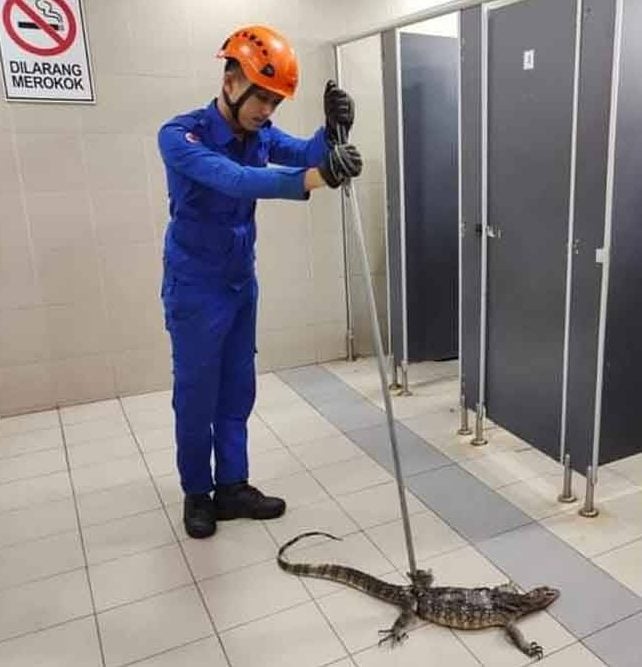 圣诞节逛大街被驱赶 4kg四脚蛇卡厕洞“好可怜”