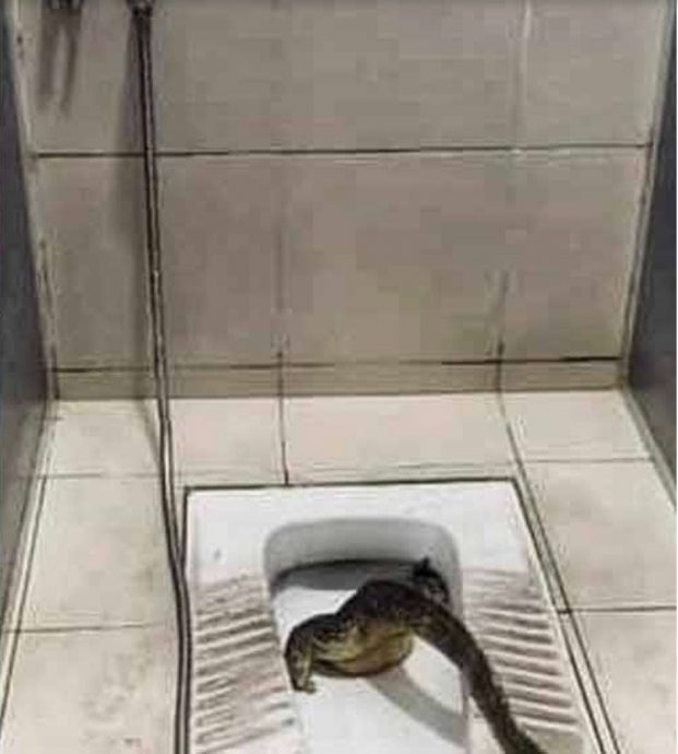 圣诞节逛大街被驱赶 4kg四脚蛇卡厕洞“好可怜”