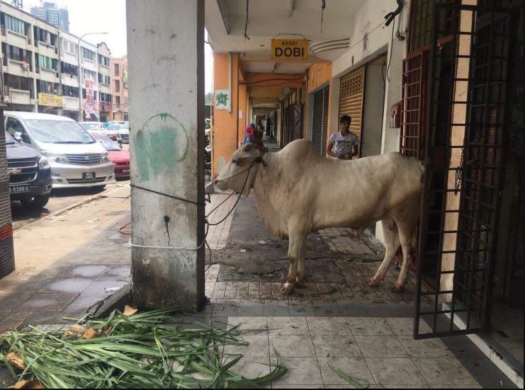 外劳走廊饲养牛只 网民：执法单位在哪里？