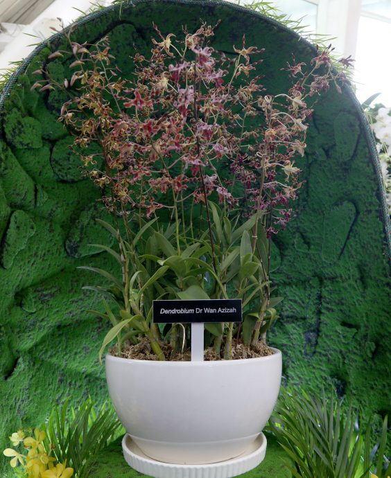 大都会/2023年布城胡姬展