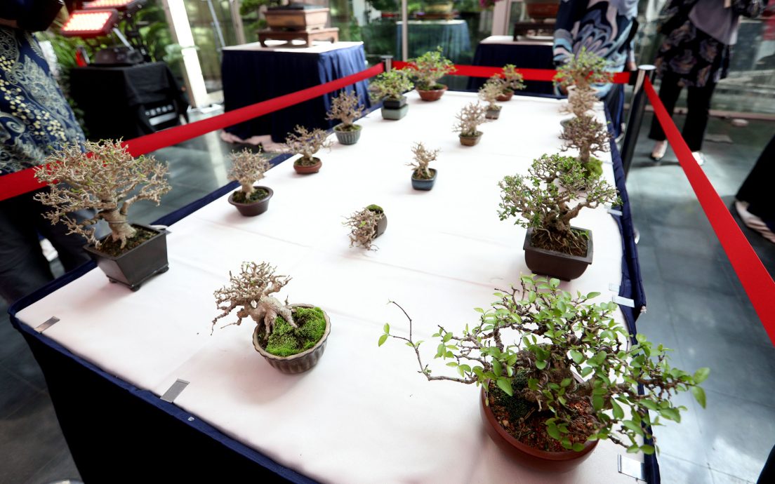 大都会/2023年布城胡姬展