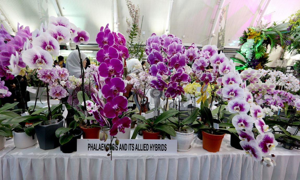 大都会/2023年布城胡姬展