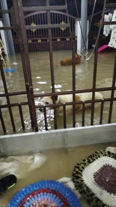 大都会/巴生昨夜大暴雨遇涨潮“双夹攻”,多区引发水灾!