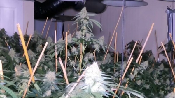 室内种植7千株大麻 纽警起获7千万元大麻