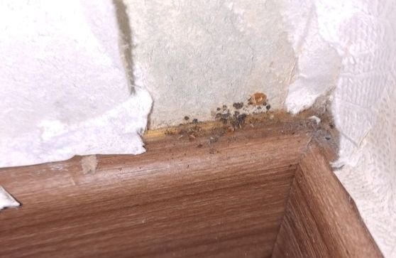 床虱危机︱东京大阪查询个案创新高 　专家警告：没一处安全