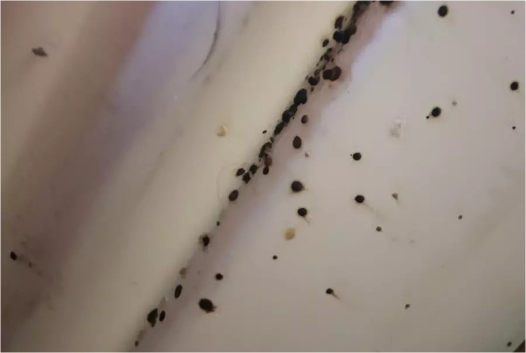 床虱危机︱东京大阪查询个案创新高 　专家警告：没一处安全