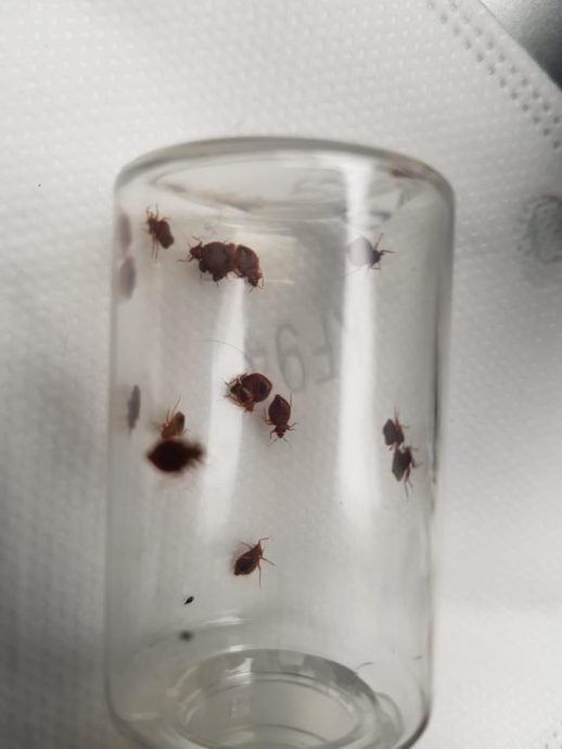 床虱危机︱东京大阪查询个案创新高 　专家警告：没一处安全