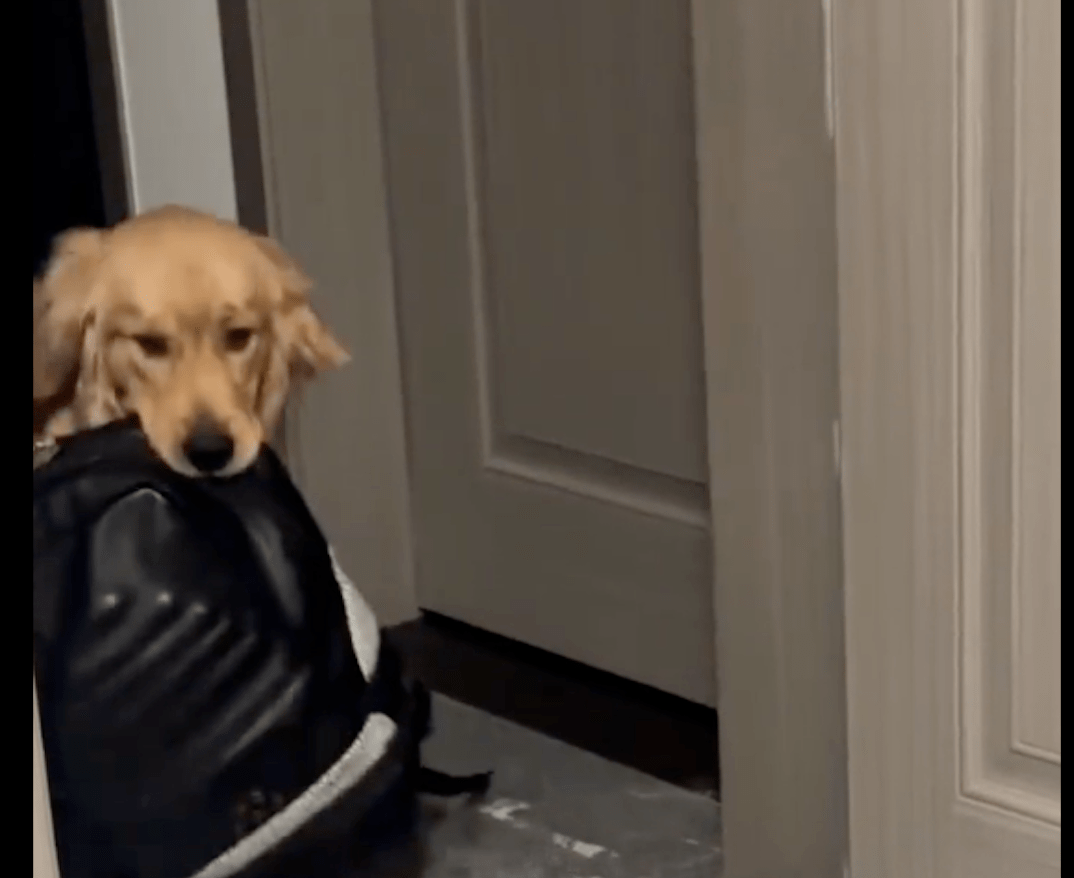 感应地震降临 金毛犬叫醒主人一起逃命