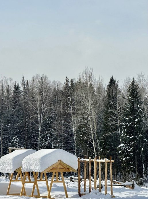 新疆喀纳斯景区“网红狐狸”躺雪地亡　当地人质疑游客过度喂食致肾衰竭