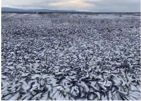 日本北海道突然涌现大量鱼尸体 “鱼浪”蔓延1公里