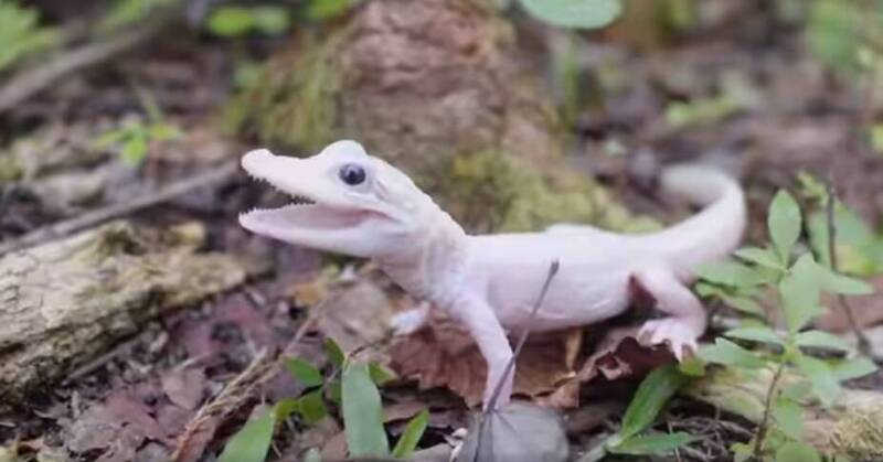 极为罕见全球仅7只!超可爱“白变鳄鱼”破蛋而出