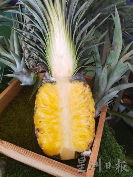 柔:MARDI经10年研发新品种 “MS16”黄梨 香甜不割舌