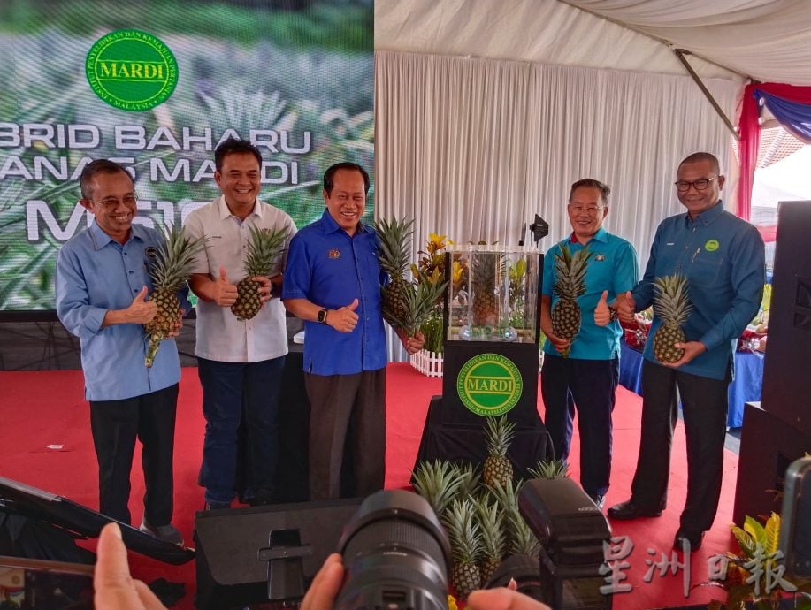 柔:MARDI经10年研发新品种 “MS16”黄梨 香甜不割舌