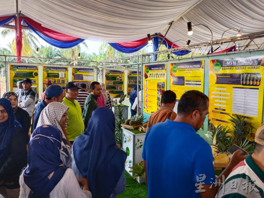 柔:MARDI经10年研发新品种 “MS16”黄梨 香甜不割舌