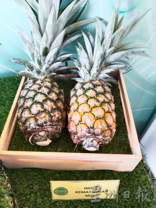 柔:MARDI经10年研发新品种 “MS16”黄梨 香甜不割舌