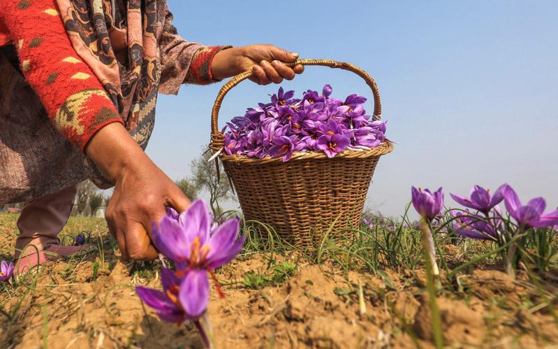 气候变迁导致产量锐减 “沙漠黄金”涨翻天