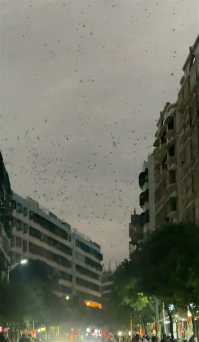 求真//燕子低空乱飞非地震前兆