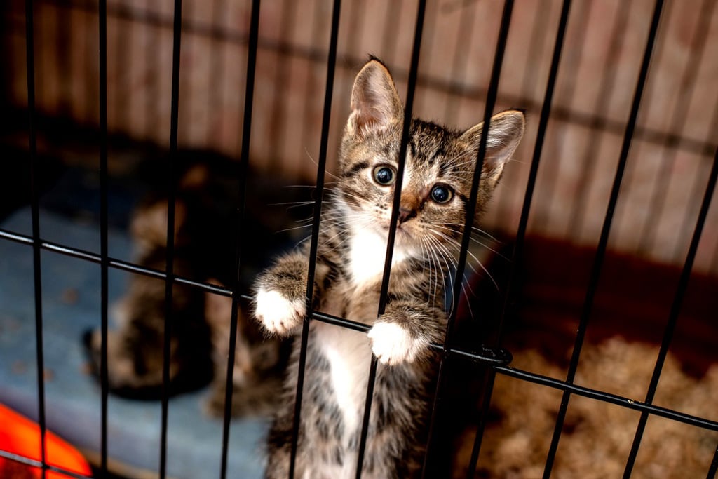 淹死数千猫!越南屠夫金盆洗手 亲吐“很抱歉”