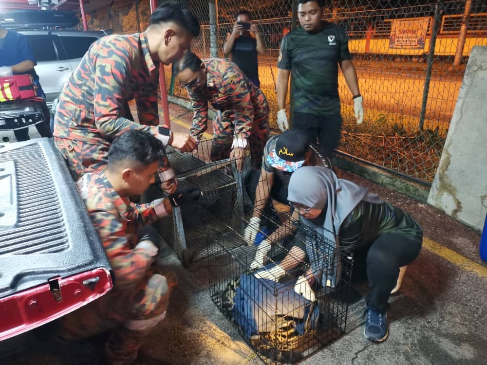 游荡云豹被摩托车撞伤 获消拯员救助