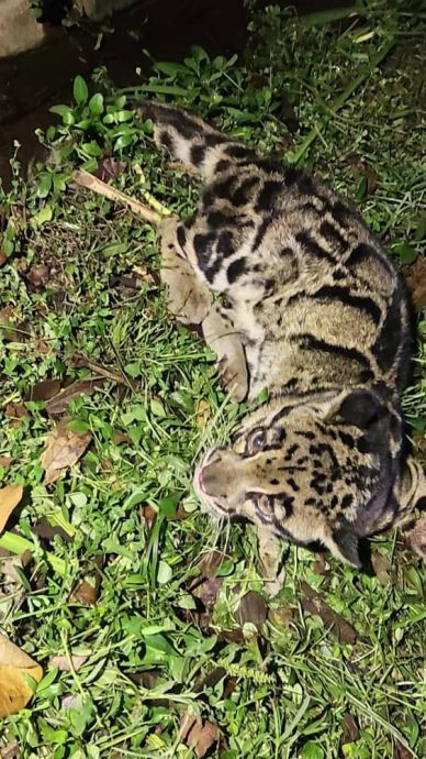 游荡云豹被摩托车撞伤 获消拯员救助