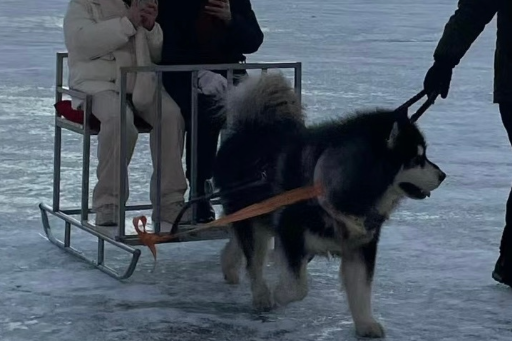 犬只疲惫不堪!网吁取消雪橇犬载客 哈尔滨文旅局:整治中