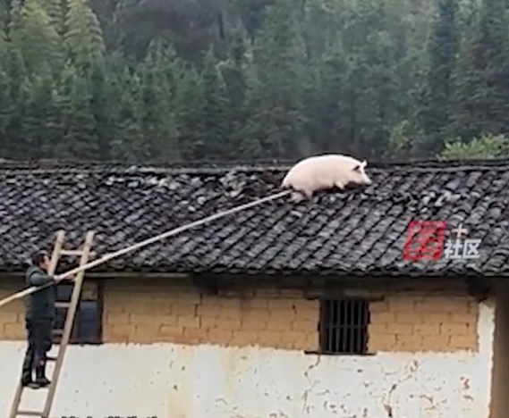 目睹同伴被宰杀吓傻 家猪一跃2公尺跳上屋顶逃命