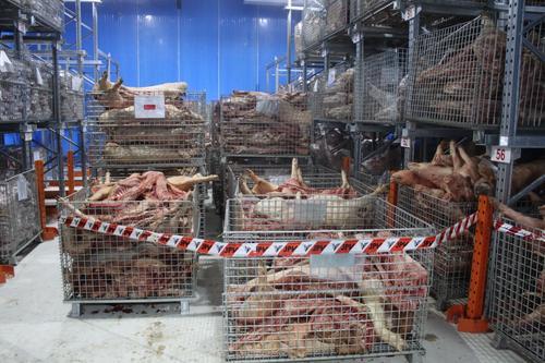 补照片/从巴西非法引入冷冻猪 霹销毁2.5万公斤非洲猪瘟猪肉