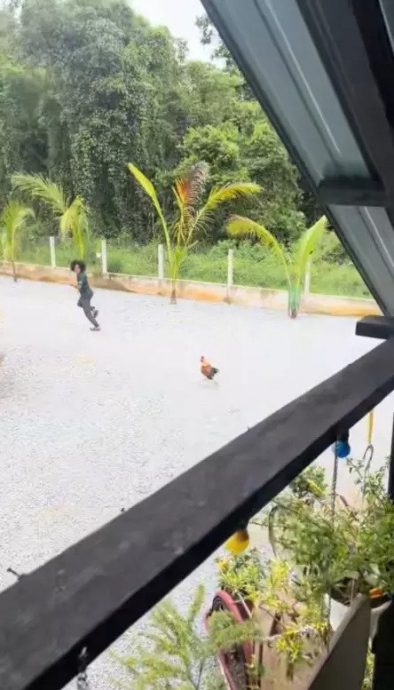 视频|男子在民宿被公鸡追赶 网调侃:天天被追一定瘦!