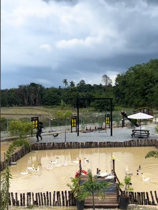 视频|男子在民宿被公鸡追赶 网调侃:天天被追一定瘦!