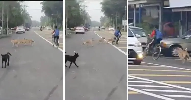 视频|骑脚车遭流浪狗追赶  男童横穿马路逃险象环生