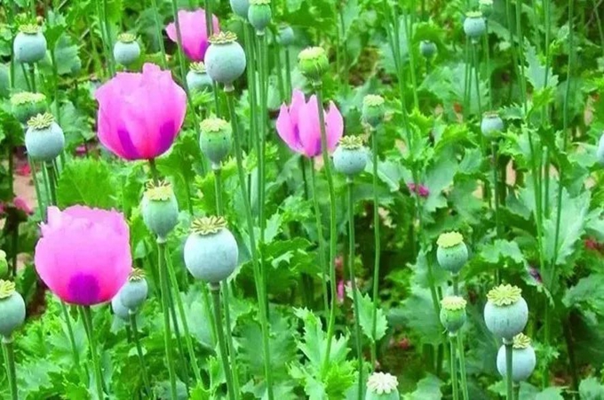 超车阿富汗 这一国成为全球最大罂粟生产国